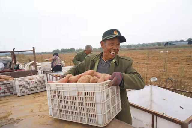 栖霞观里有个“地瓜王”！150多亩地瓜大丰收，咱瞅瞅去