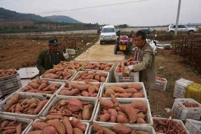 栖霞观里有个“地瓜王”！150多亩地瓜大丰收，咱瞅瞅去