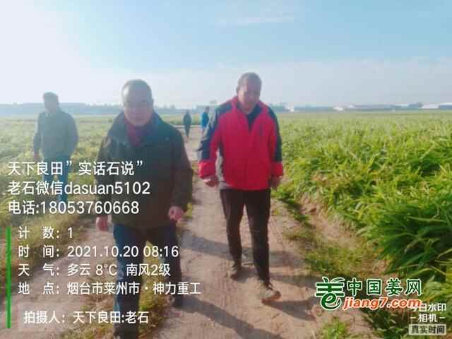 山东莱州、平度、沂水生态生姜基地测产简记