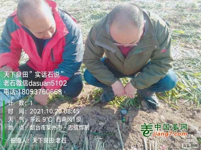 山东莱州、平度、沂水生态生姜基地测产简记