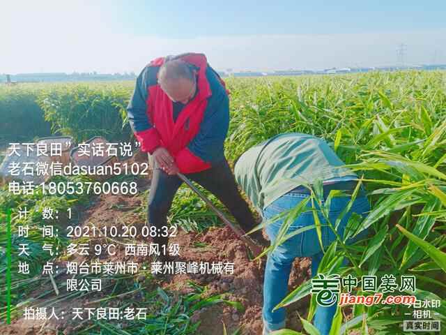 山东莱州、平度、沂水生态生姜基地测产简记