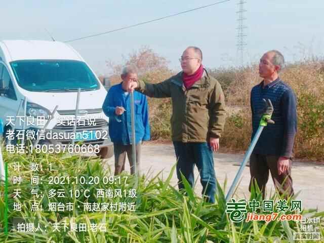 山东莱州、平度、沂水生态生姜基地测产简记