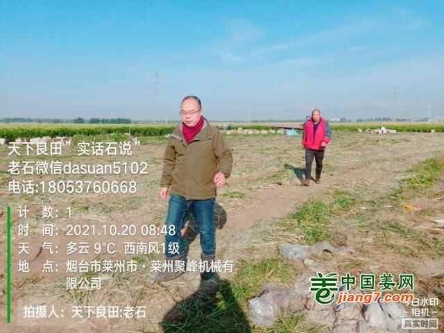 山东莱州、平度、沂水生态生姜基地测产简记