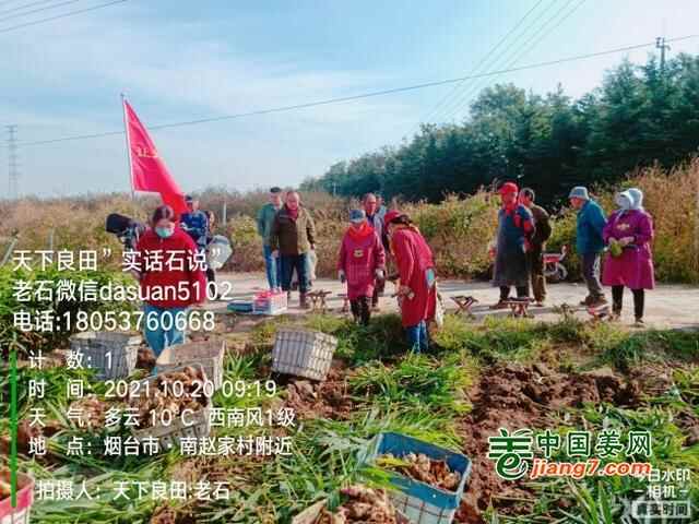 山东莱州、平度、沂水生态生姜基地测产简记