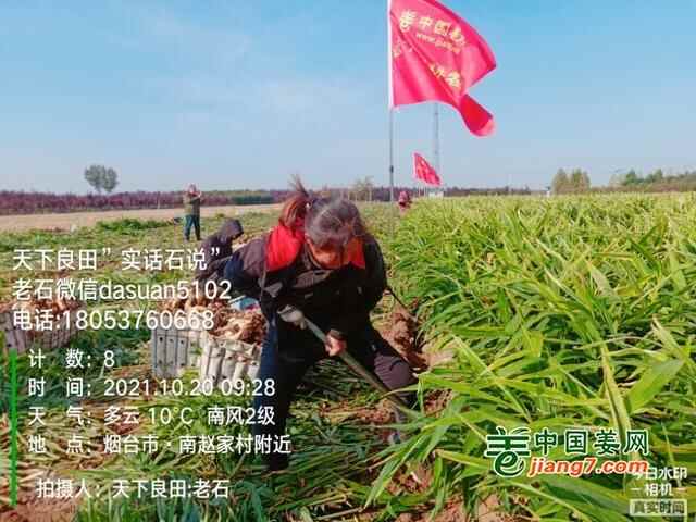 山东莱州、平度、沂水生态生姜基地测产简记