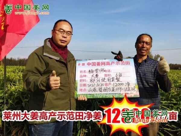 山东莱州、平度、沂水生态生姜基地测产简记