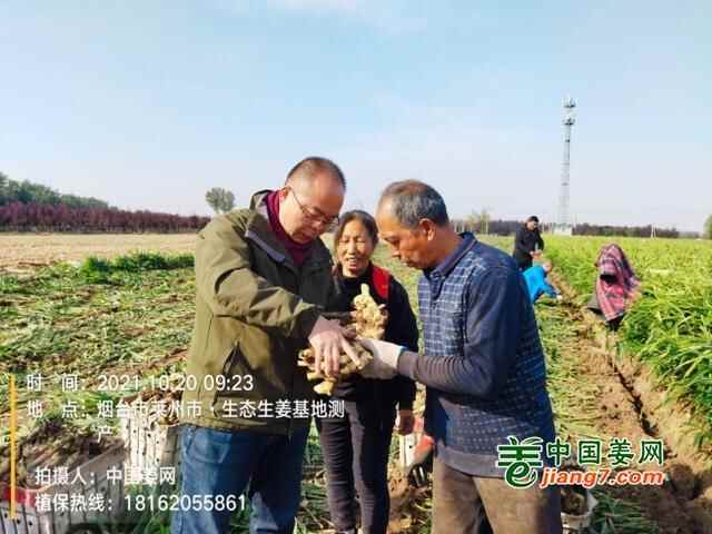 山东莱州、平度、沂水生态生姜基地测产简记