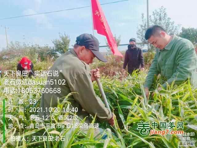 山东莱州、平度、沂水生态生姜基地测产简记