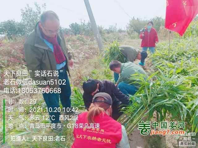 山东莱州、平度、沂水生态生姜基地测产简记