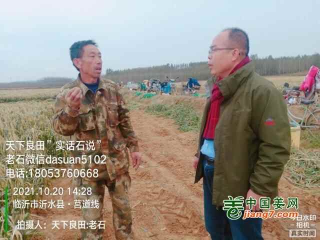 山东莱州、平度、沂水生态生姜基地测产简记