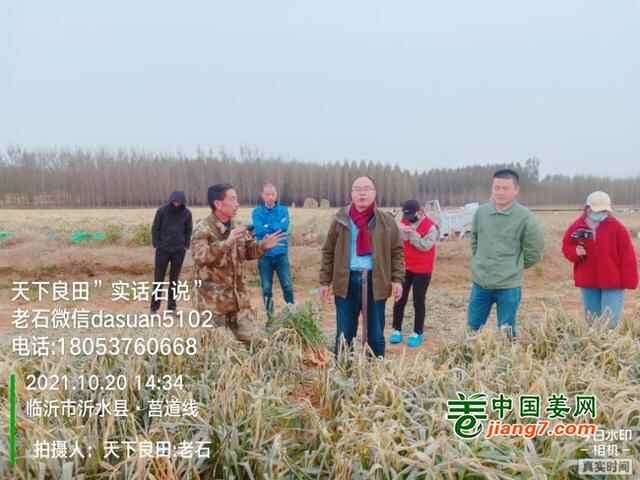山东莱州、平度、沂水生态生姜基地测产简记