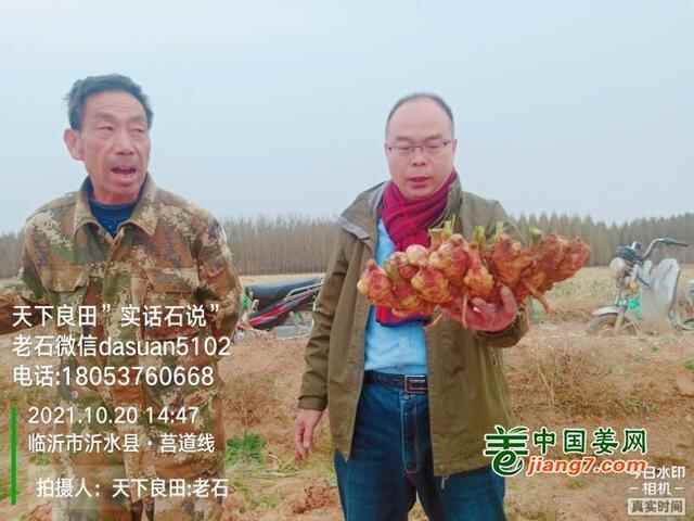 山东莱州、平度、沂水生态生姜基地测产简记