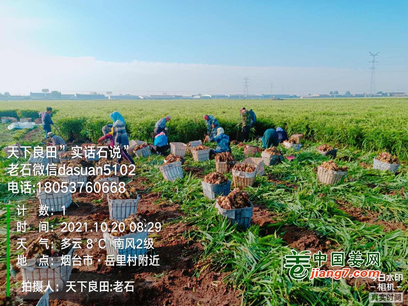 山东莱州、平度、沂水生态生姜基地测产简记