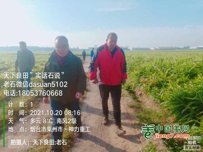 山东莱州、平度、沂水生态生姜基地测产简记