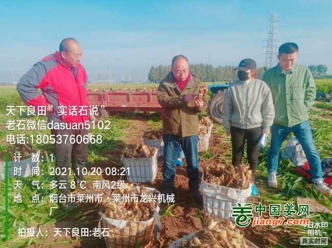 山东莱州、平度、沂水生态生姜基地测产简记