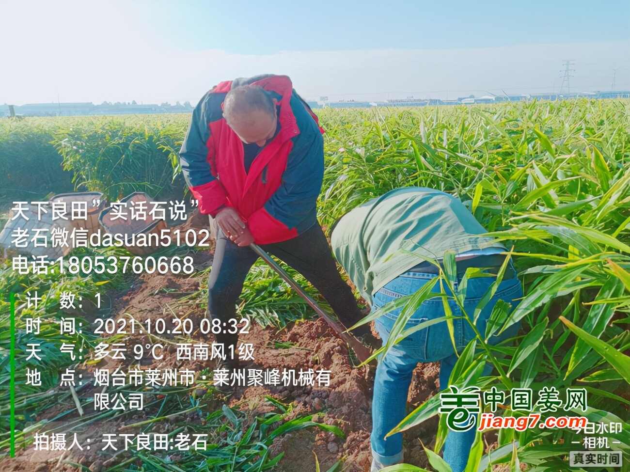 山东莱州、平度、沂水生态生姜基地测产简记