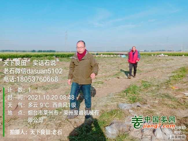 山东莱州、平度、沂水生态生姜基地测产简记