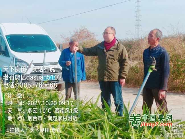 山东莱州、平度、沂水生态生姜基地测产简记