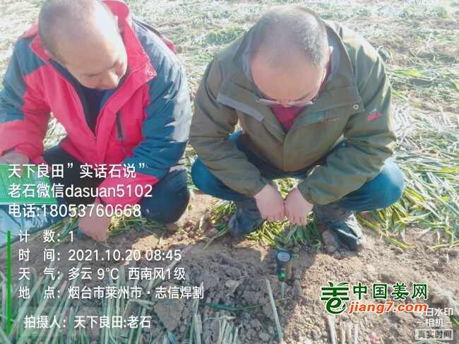 山东莱州、平度、沂水生态生姜基地测产简记