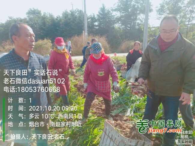 山东莱州、平度、沂水生态生姜基地测产简记