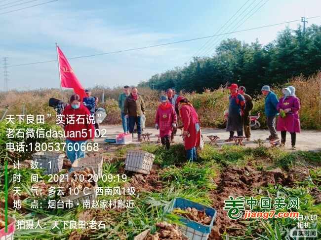 山东莱州、平度、沂水生态生姜基地测产简记