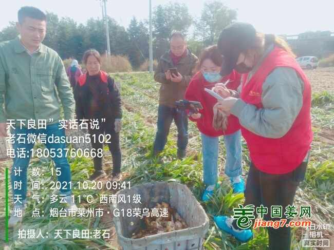 山东莱州、平度、沂水生态生姜基地测产简记