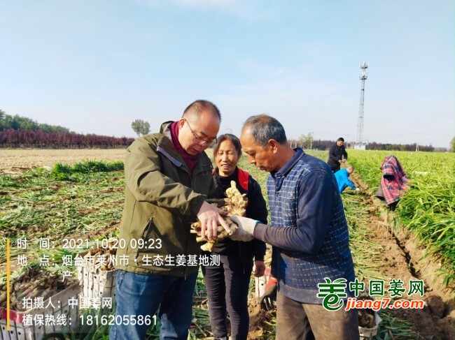 山东莱州、平度、沂水生态生姜基地测产简记