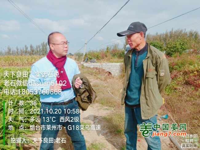 山东莱州、平度、沂水生态生姜基地测产简记