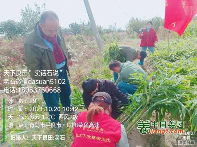 山东莱州、平度、沂水生态生姜基地测产简记