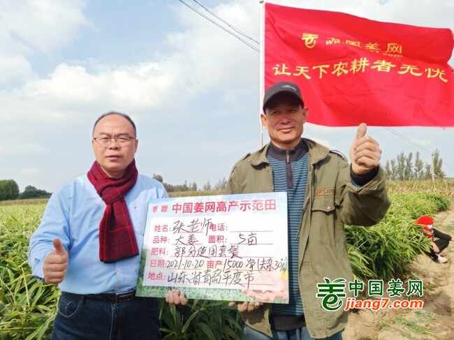 山东莱州、平度、沂水生态生姜基地测产简记