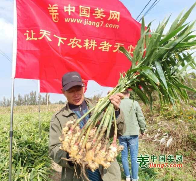 山东莱州、平度、沂水生态生姜基地测产简记