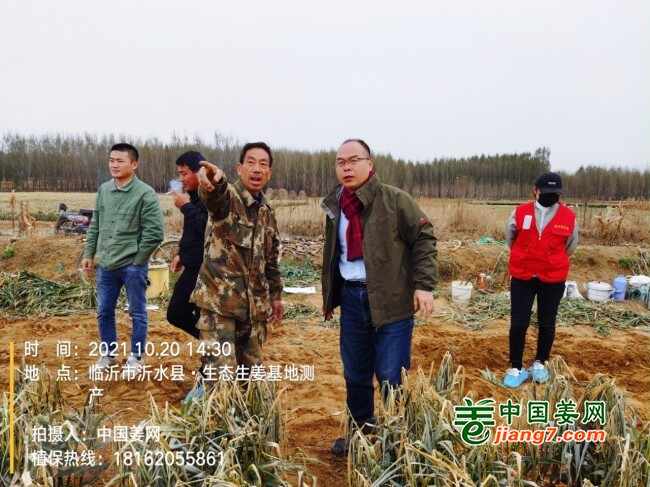 山东莱州、平度、沂水生态生姜基地测产简记