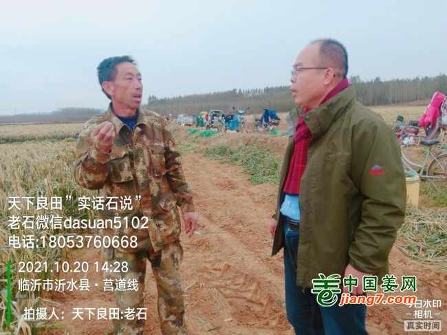 山东莱州、平度、沂水生态生姜基地测产简记