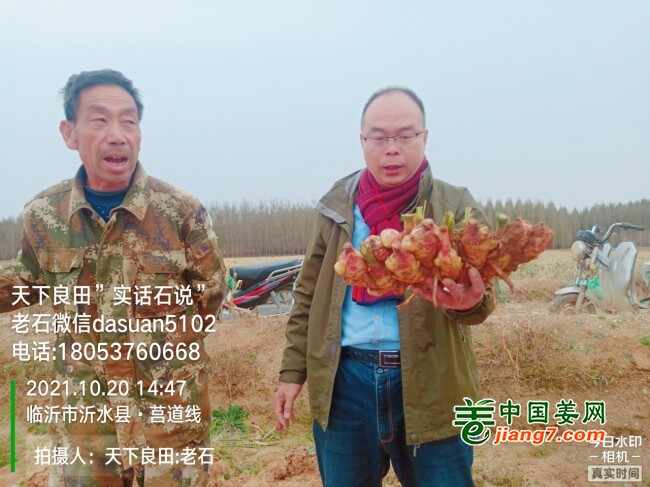 山东莱州、平度、沂水生态生姜基地测产简记