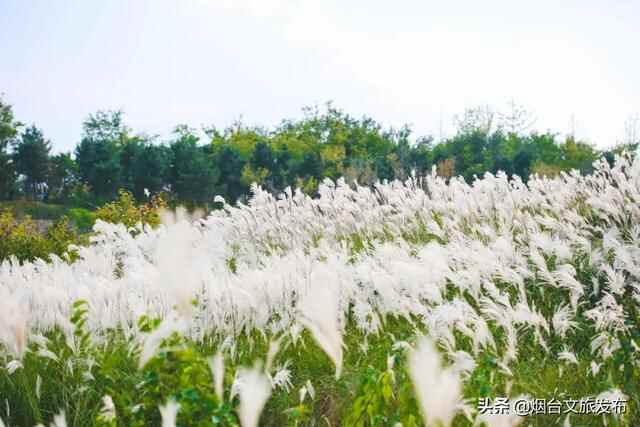 烟台有个“秘密城市后花园”，逃离城市喧嚣的生活秘境！