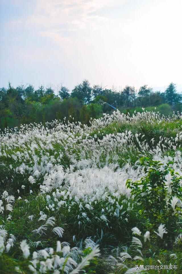 烟台有个“秘密城市后花园”，逃离城市喧嚣的生活秘境！