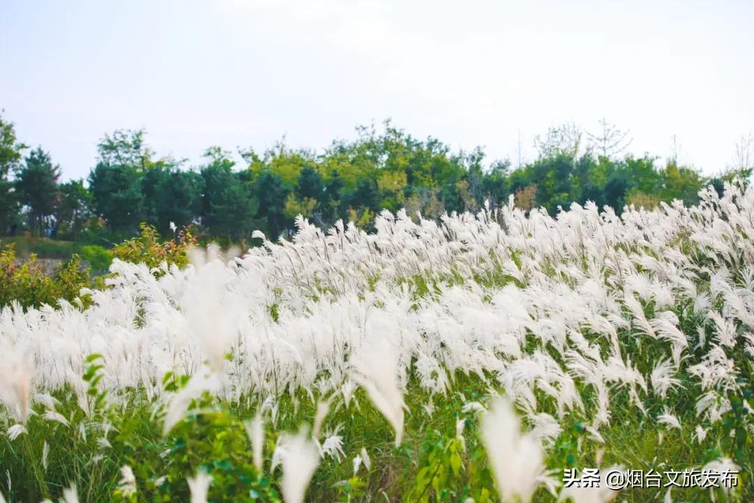 烟台有个“秘密城市后花园”，逃离城市喧嚣的生活秘境！