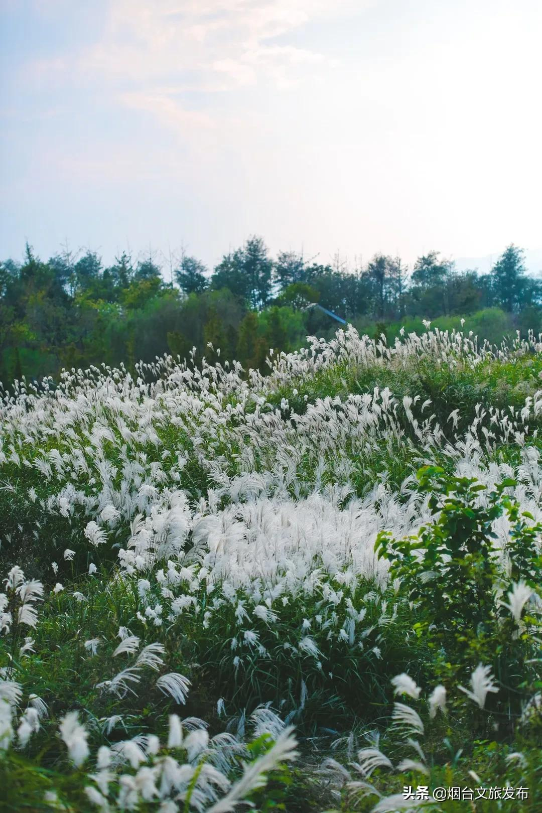 烟台有个“秘密城市后花园”，逃离城市喧嚣的生活秘境！