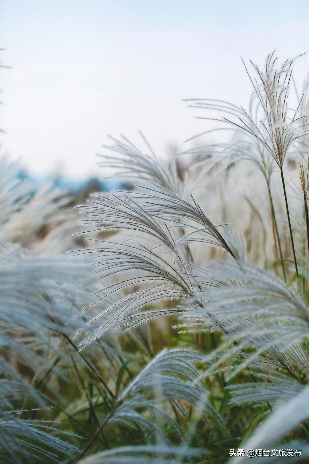 烟台有个“秘密城市后花园”，逃离城市喧嚣的生活秘境！