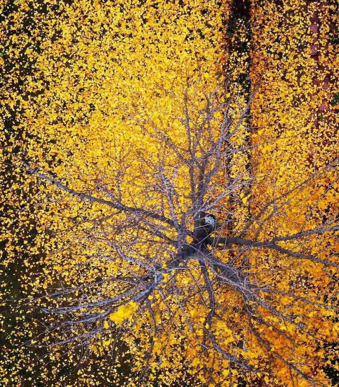 见一面吧，在蓬莱的秋天！