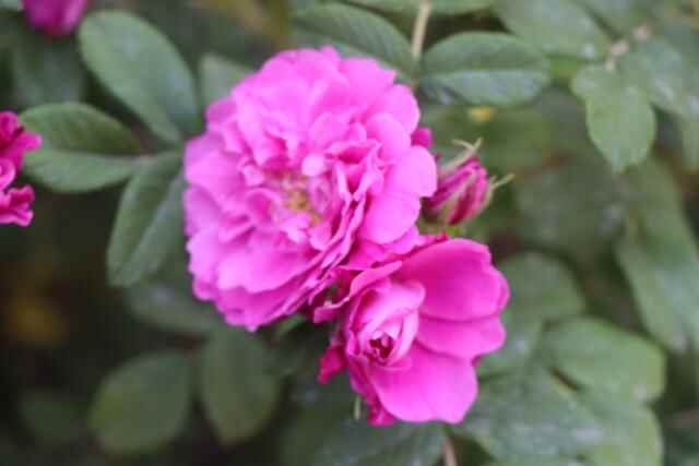 标杆村先行先试 龙口市七甲镇治违工作温情高效有力度