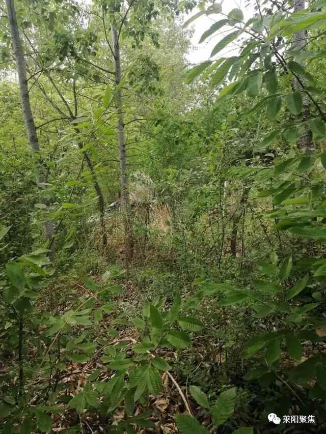 莱阳聚焦：莱阳娘娘山纪事