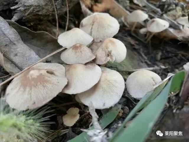 莱阳聚焦：莱阳娘娘山纪事