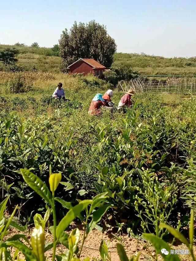 莱阳聚焦：莱阳娘娘山纪事