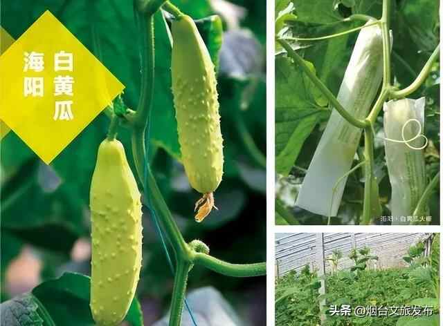 海阳的夏天，是什么味道？