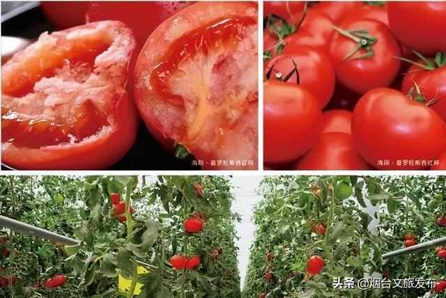 海阳的夏天，是什么味道？