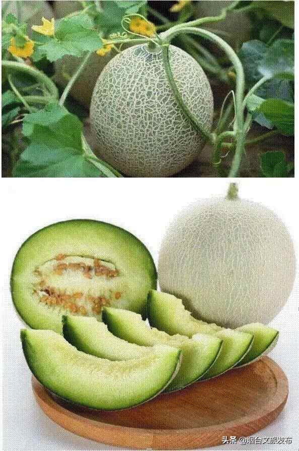 海阳的夏天，是什么味道？