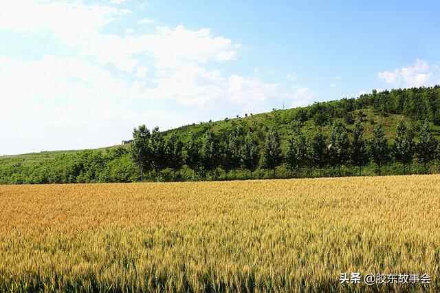 胶东半岛小麦种植面积“五强县”，平度莱西即墨莱州莱阳