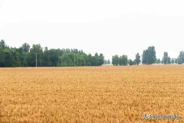 胶东半岛小麦种植面积“五强县”，平度莱西即墨莱州莱阳