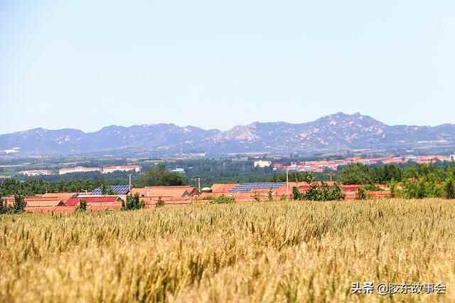 胶东半岛小麦种植面积“五强县”，平度莱西即墨莱州莱阳